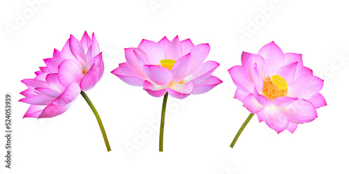 Fototapeta Naklejka Na Ścianę i Meble -  Lotus flower isolated on transparent png