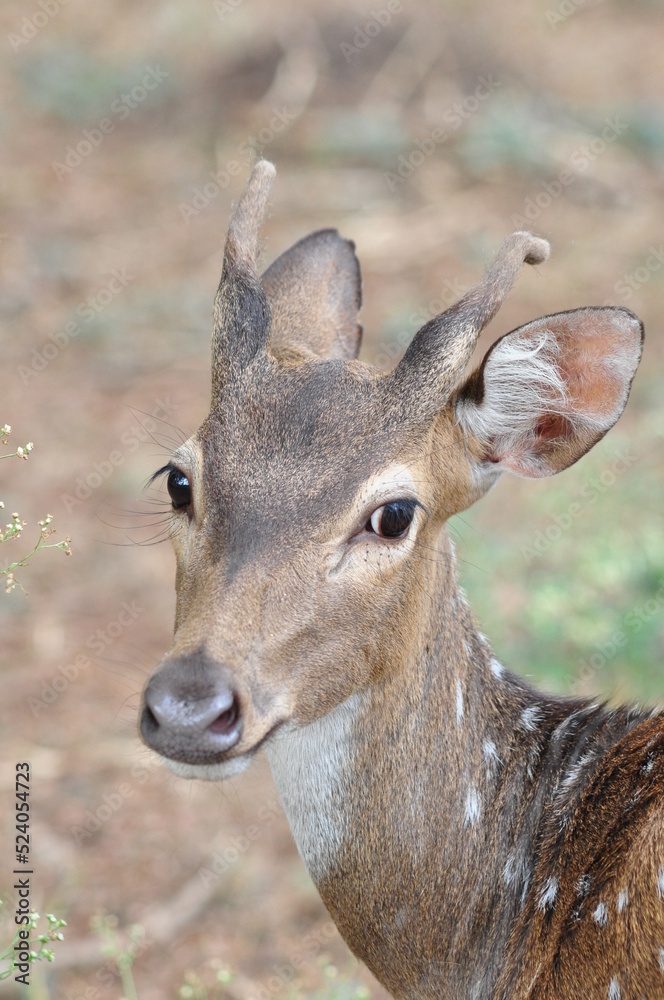 Portrait of spotted deer at   Bondla Wildlife Sanctuary in Goa, India