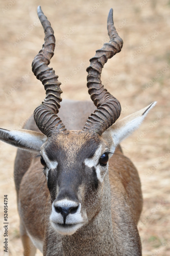 Portrait of Indian antelope black buck at Bondla Wildlife Sanctuary in Goa, India  
