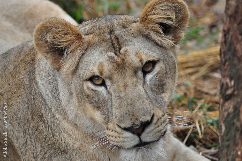 Portrait of lioness resting in natural habitat, India Portrait of lioness resting in natural habitat, India