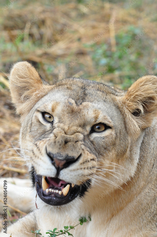 Portrait of angry lioness looking at camera, India Portrait of angry lioness looking at camera, India