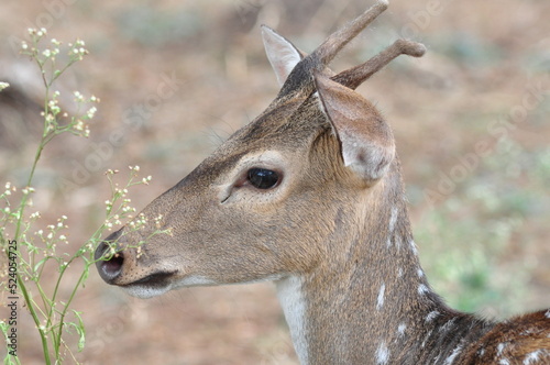 Portrait of spotted deer at   Bondla Wildlife Sanctuary in Goa, India photo