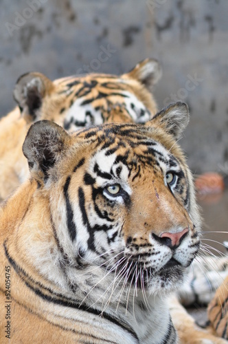Fototapeta Naklejka Na Ścianę i Meble -  Portrait of resting tigers, India