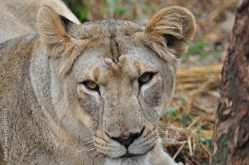 Portrait of lioness resting in natural habitat, India