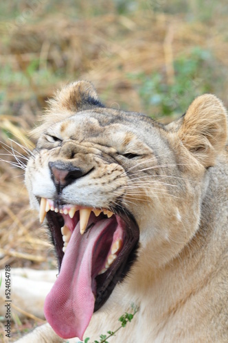 Closeup of yawning lioness  India  