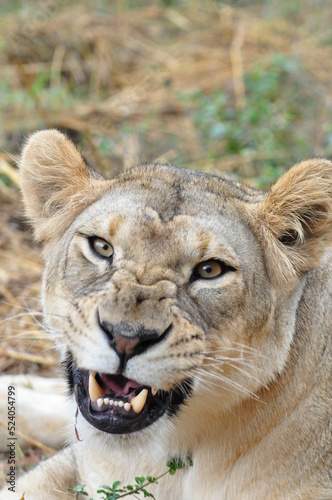 Portrait of angry lioness looking at camera  India