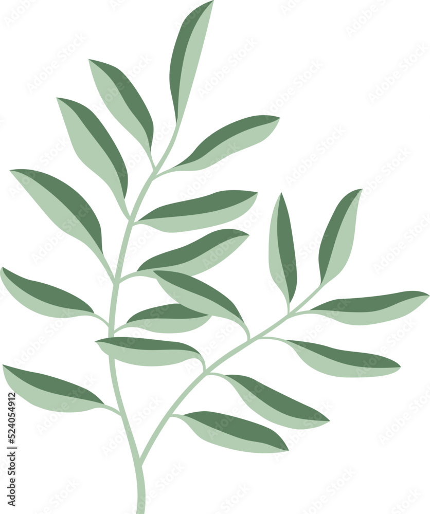 Olive Leaf Illustrator