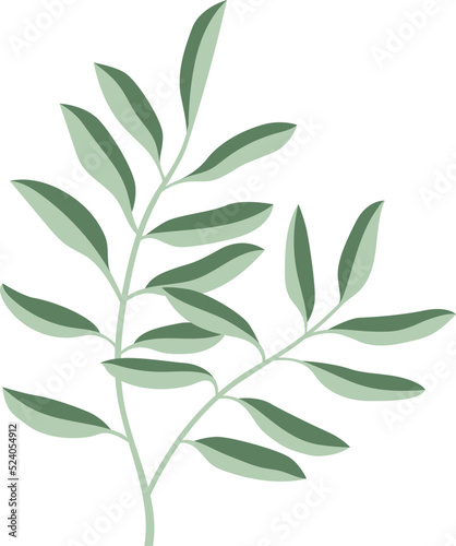 Olive Leaf Illustrator