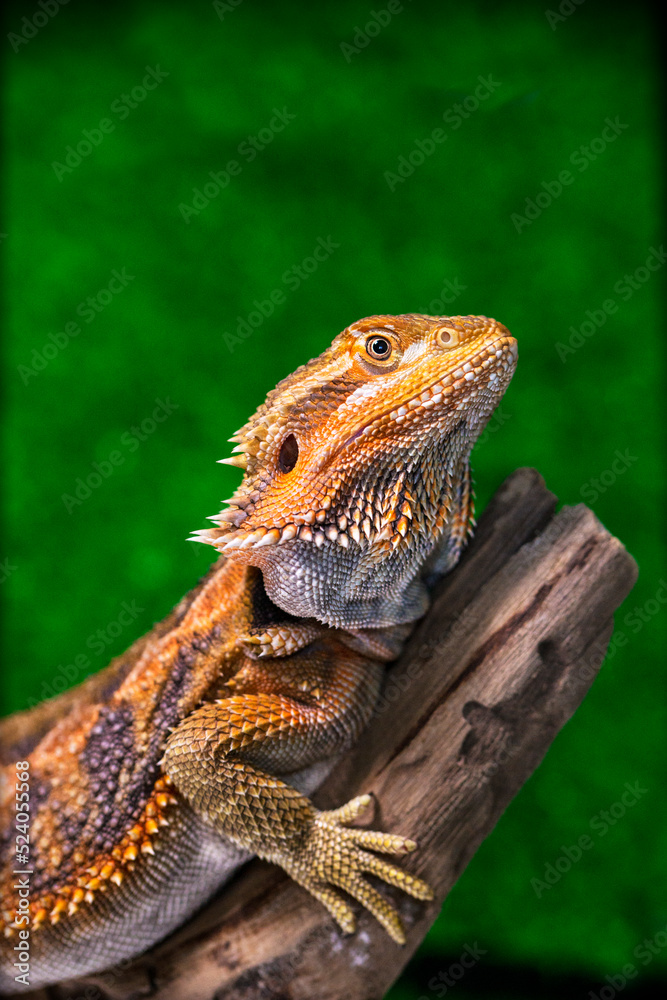 Obraz premium bearded dragon