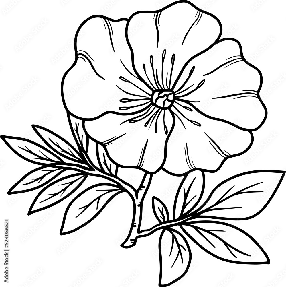 Line Art Wild Flower Illustration
