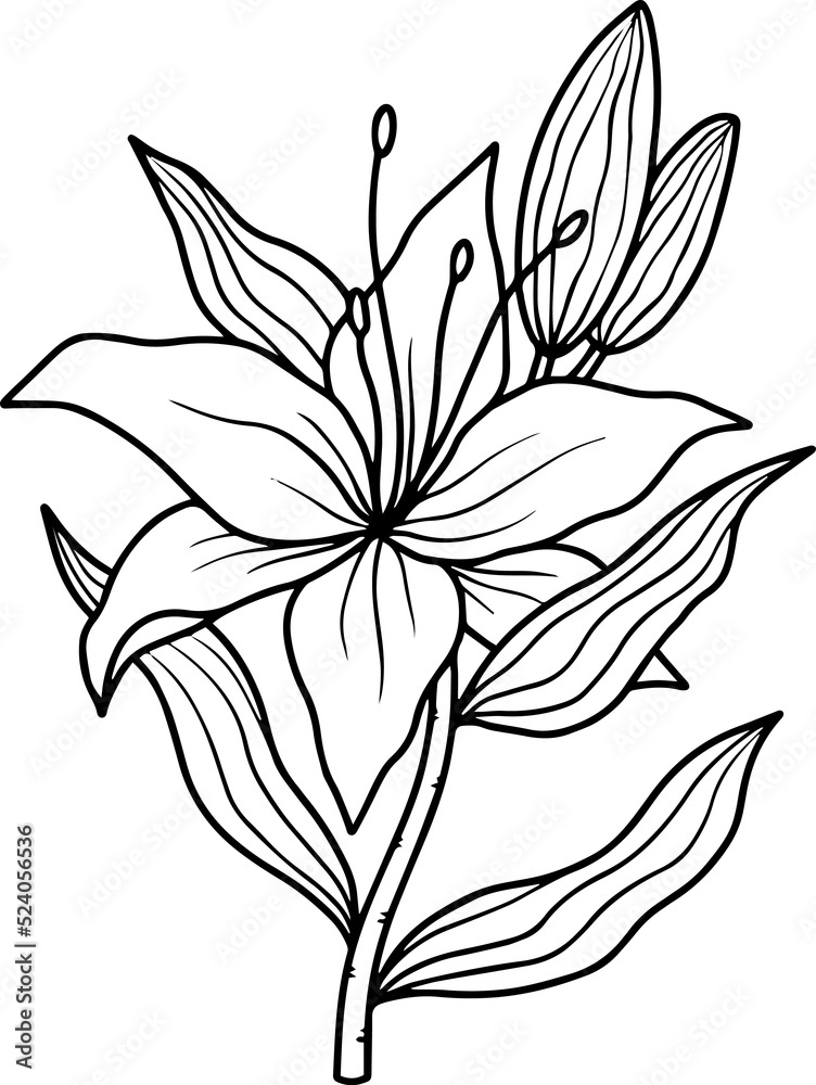 Fototapeta premium Line Art Wild Flower Illustration 