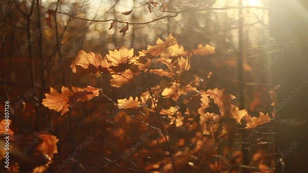 autumn in the forest, yellowed leaves swaying from the wind, sunset in the forest