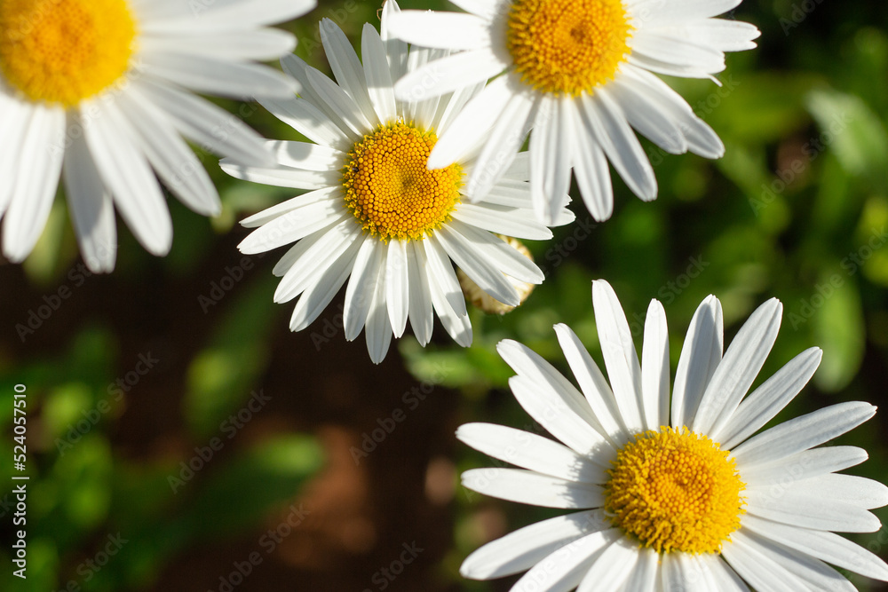 .beautiful green background filled with daisies .beautiful green background filled with daisies