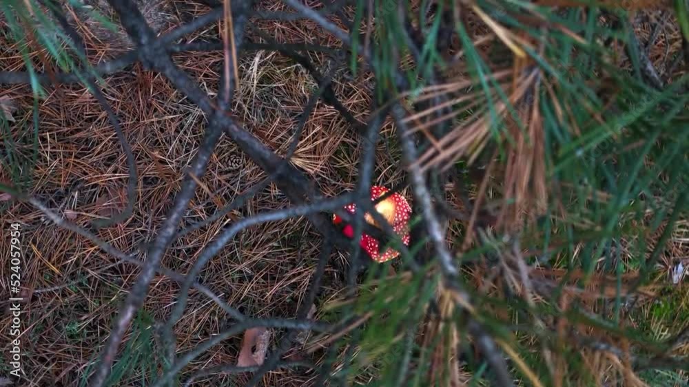 Poisonous mushroom in nature. Fly agaric in forest.Amanita muscaria.