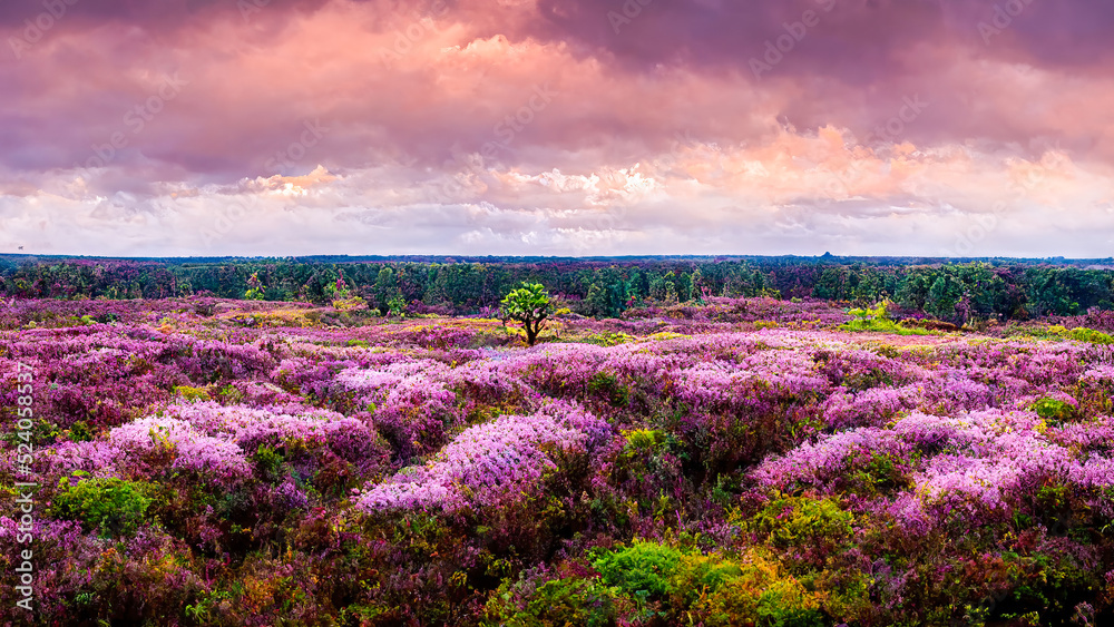 Fototapeta premium Lavender fields.Rural landscape.