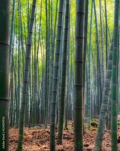 Bambusbäume in einem Bambuswald