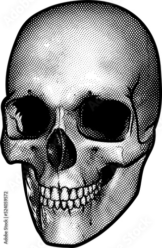 Skull Vintage Style Drawing