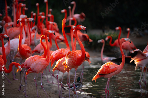 Greater flamingo, Phoenicopterus roseus. Colony of pink Flamingos grooming while wading in a pond. © Volodymyr