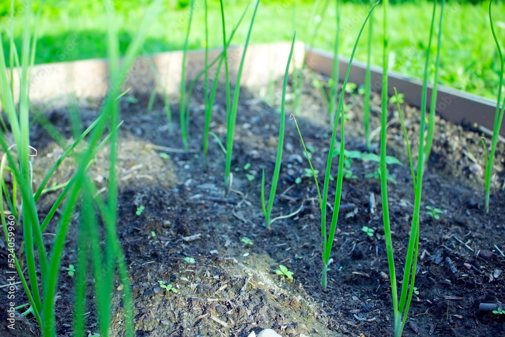 Bunch of fresh green onion plants growing in a vegetable garden in summer. Bunch of fresh green onion plants growing in a vegetable garden in summer.