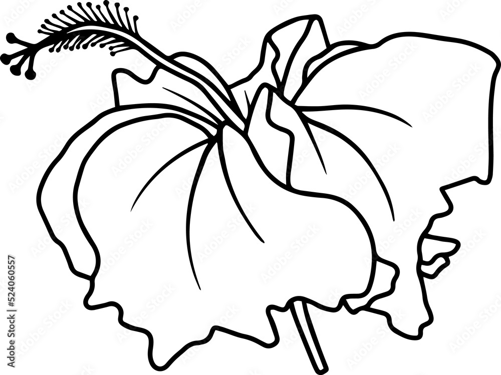 Line Art Hibiscus Flower Illustration
Line Art Hibiscus Flower Illustration