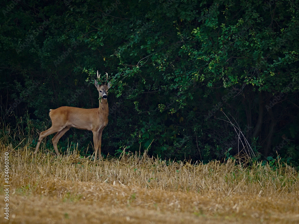 A young roe deer on the border of a forest and farmland. A young roe deer on the border of a forest and farmland.