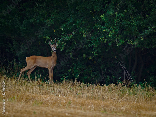 A young roe deer on the border of a forest and farmland.