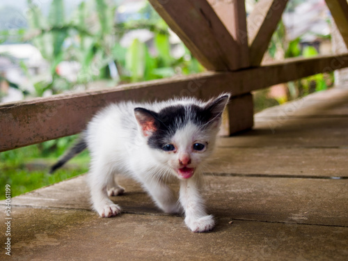 kitten on the fence