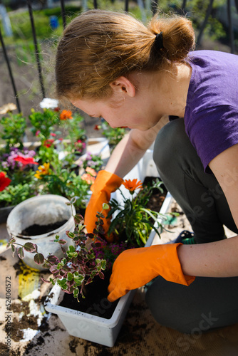 A woman is planting thyme in a large flower pot