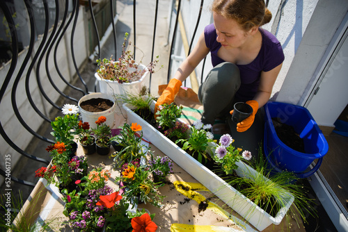 A woman is planting petunias, marigolds, and daisies on her balcony in the summer