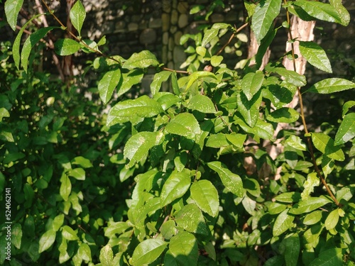 green leaves in the garden