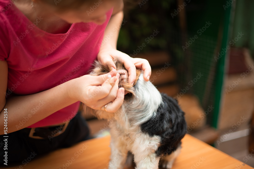 Groomer cleans ears of Yorkshire Terrier at home, professional care of dog, groomer services outdoors in summer time Groomer cleans ears of Yorkshire Terrier at home, professional care of dog, groomer services outdoors in summer time