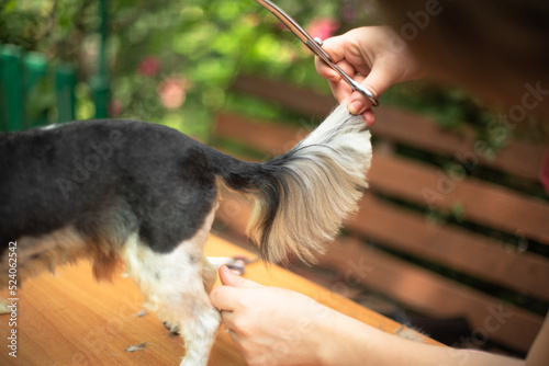 Grooming. Groomer cuts a dog of breed yorkshire terrier with scissors.Professional haircut . Photo