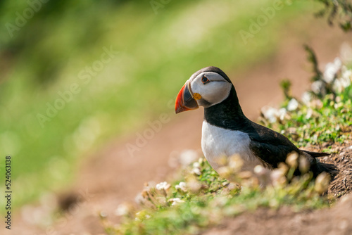 Atlantic puffin (Fratercula arctica) on Skomer Island, Wales. © beataaldridge