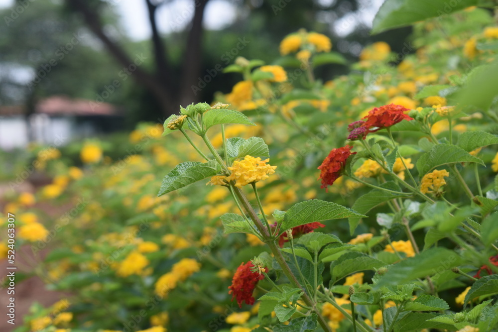Colorful Chrysanthemums flowers blooming in a farm Colorful Chrysanthemums flowers blooming in a farm