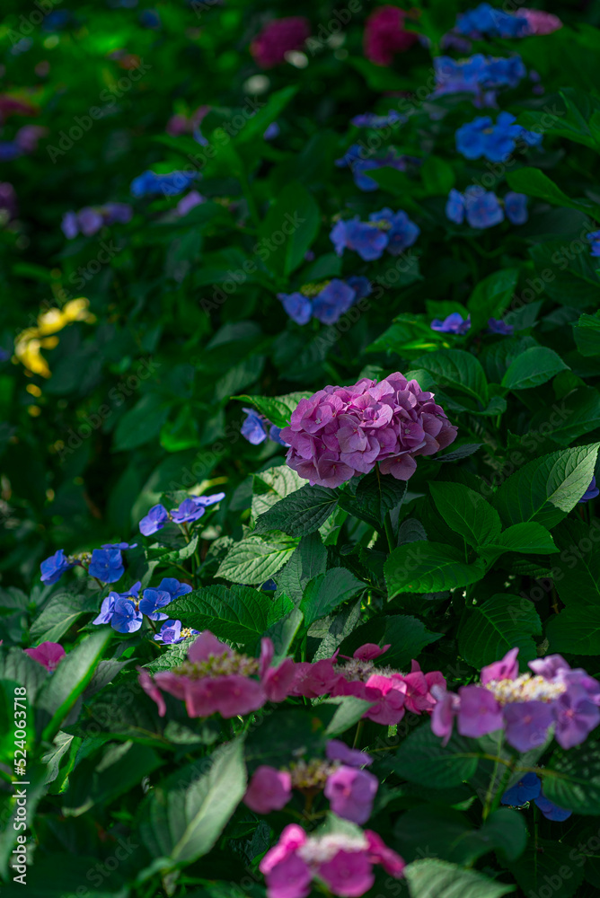 pink flowers in the garden