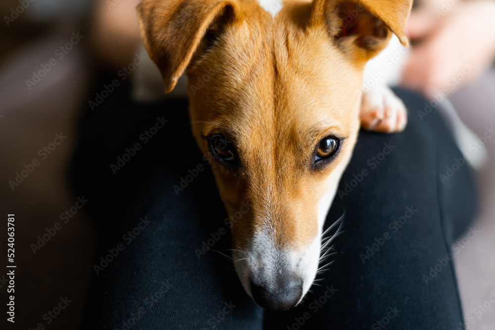 Jack Russell is looking at the camera with a serious face Jack Russell is looking at the camera with a serious face