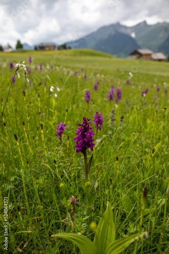 Vertical view of dactylorhiza majalis flowers blooming in the grass of the meadow by the mountains photo