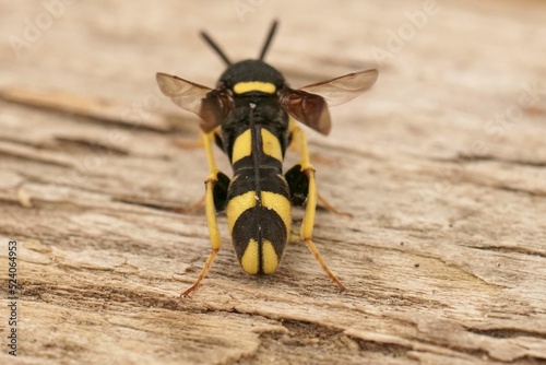 Dorsal closeup on colorful yellow black parasitic wasp, Leucospis dorsigera with folded ovipository