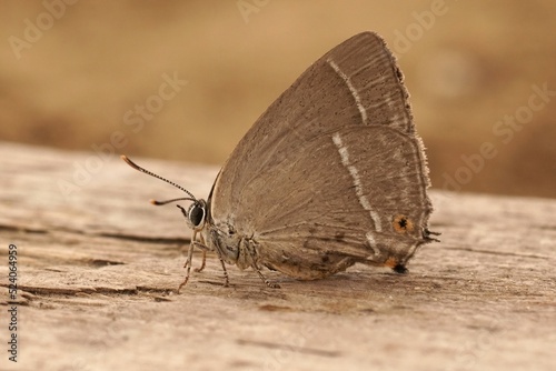 Closeup on the purple hairstreak butterfly, Favonius quercus, sitting on wood photo