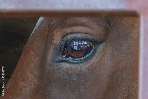 A close up of the eye of a horse.  The Brown eye of the horse looks deeply and soulfully at the photographer  which can be seen in the reflection.  County Fair in NE PA.