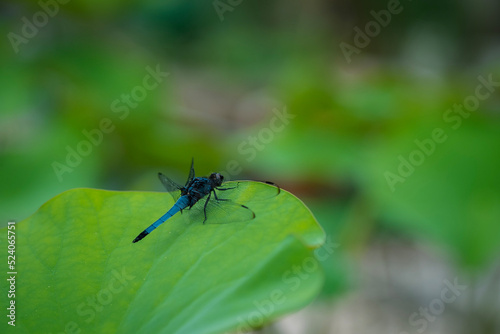 dragonfly on a green leaf