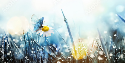 Bild auf Leinwand Wild daisy flower and butterfly in the meadow.