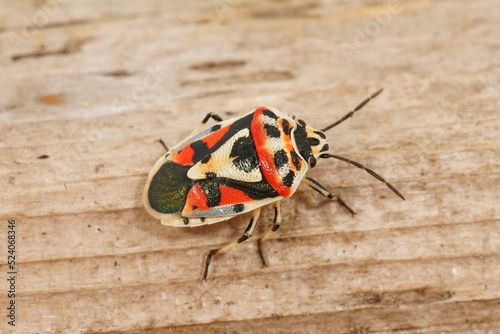 Closeup on the pretty colorful mediterranean Ornate shieldbug, Eurydema ornata photo