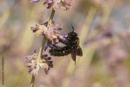 Closeup on a mediterranean violet carpenter bee, Xylocopa violaceae, drinking nectar Russian sage photo