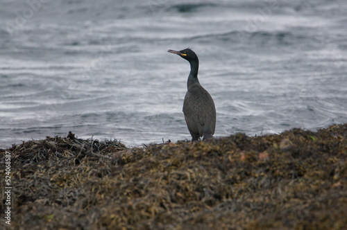 Fototapeta Shag on Sound of Islay, Isle of Jura, Scotland