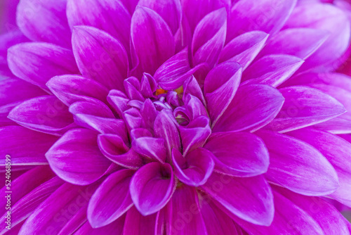 close up of purple chrysanthemum © romantiche