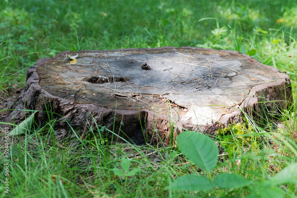 Obraz premium Blurred image of a stump on a background of grass on a summer day.