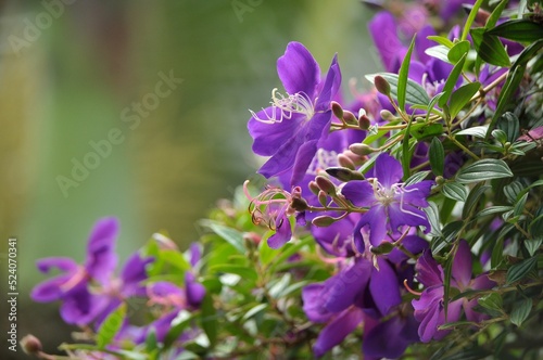 Closeup shot of glory bush flowers in the garden in the daylight photo