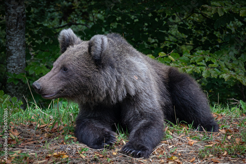 Bear in the woods