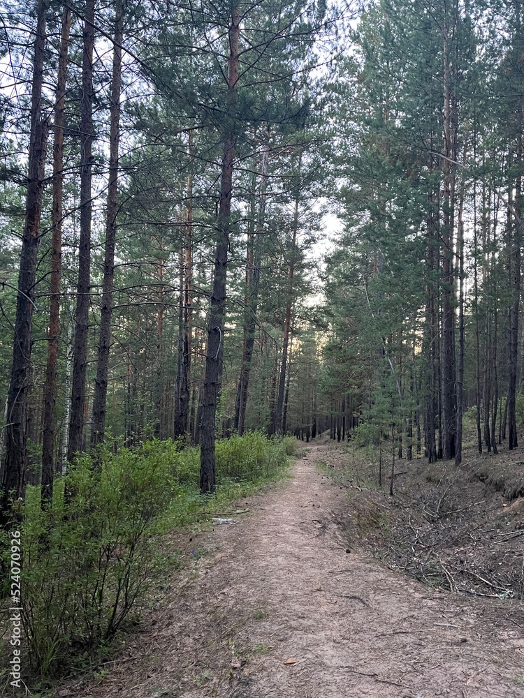 Obraz premium path in the woods